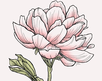 Digitized Drawing of a Blooming Peony with Added Digital Colorization