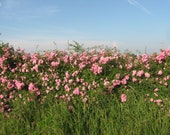 25 Prairie Wild Rose Seeds, Pink Rose, Arkansas Rose, Climbing Rose, Vining Rose, Fragrant