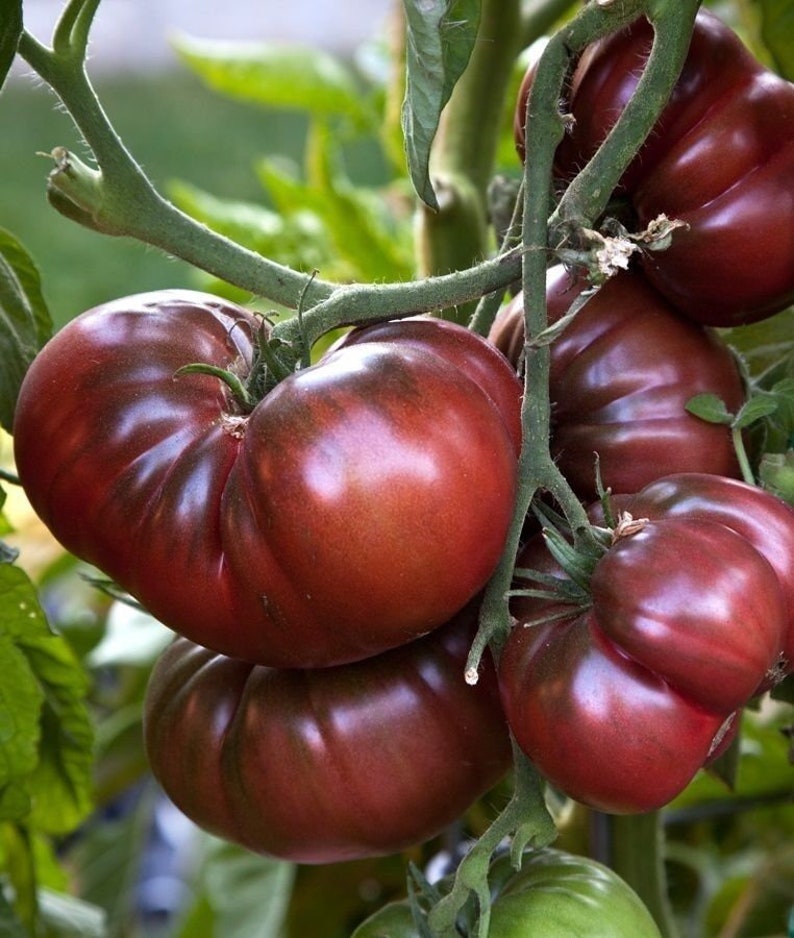 Black Brandywine Heirloom Tomato 20 Seeds Organic Non Gmo Etsy
