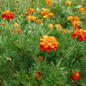 May include: A close-up of a patch of orange and yellow marigolds growing in a garden. The flowers are in various stages of bloom, with some fully open and others still in bud.
