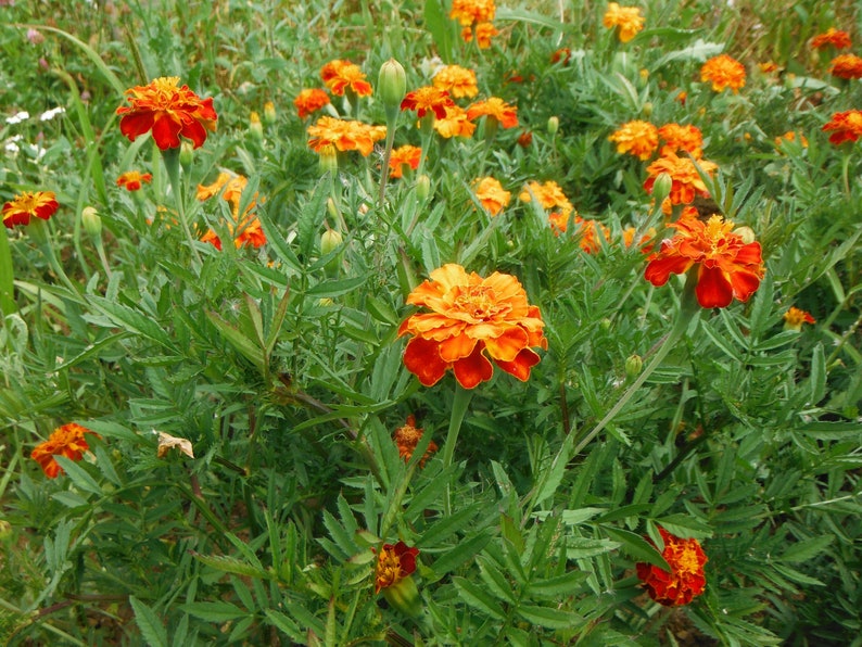 May include: A close-up of a patch of orange and yellow marigolds growing in a garden. The flowers are in various stages of bloom, with some fully open and others still in bud.