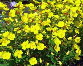 200 Evening Primrose Flower Seeds Yellow Flower