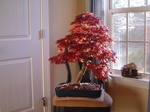 Japanese Maple Bonsai Tree Seeds, Tiny Tree, Inside - Etsy