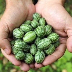 30 Cucamelons Seeds, Mouse Melons Non GMO Organic