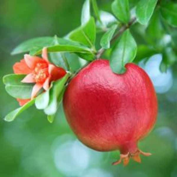 20 Pomegranate Tree Seeds, Punica Granatum, Flowering Tree