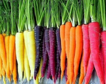 400 Carrot Rainbow Mix Seeds | Heirloom | Organic | Non Gmo. Fall Planting