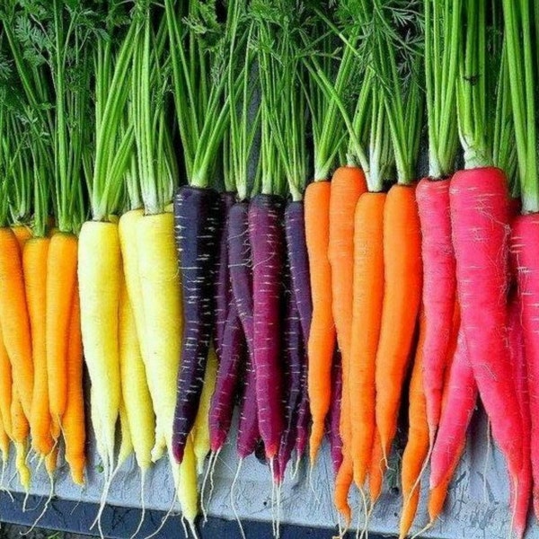 400 Carrot Rainbow Mix Seeds | Heirloom | Organic | Non Gmo. Fall Planting