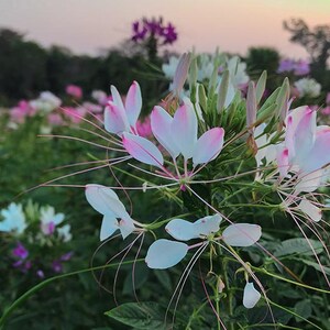 200 Cleome Spider Mix Seeds, Flower, Cleome Hasslerana, Deer Resistant, Beautiful Large Blossoms, Annual that reseeds Itself image 5