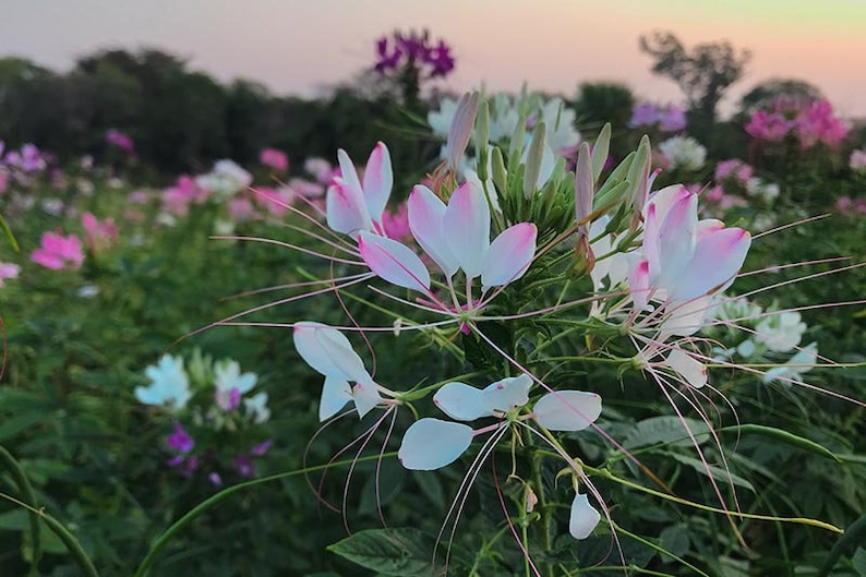 200 Cleome Spider Mix Seeds, Flower, Cleome Hasslerana, Deer Resistant, Beautiful Large Blossoms, Annual that reseeds Itself image 5