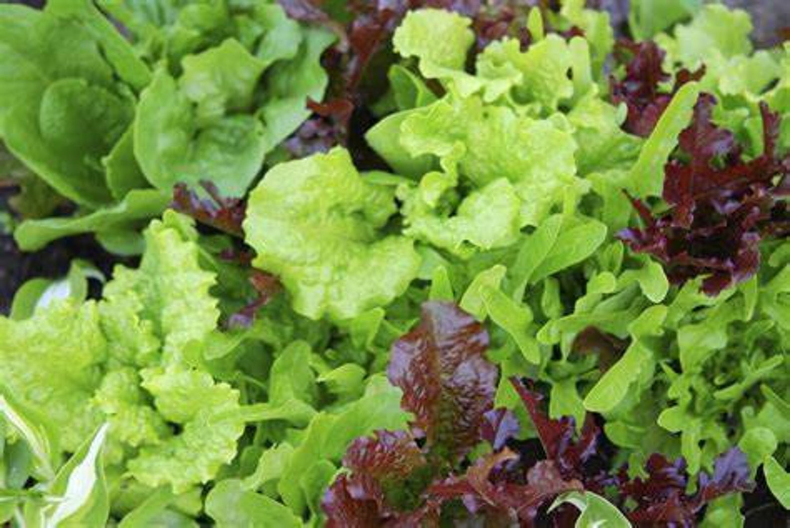 500 Lettuce Seed Mix 8 Varieties Heirloom Organic Non Gmo Etsy