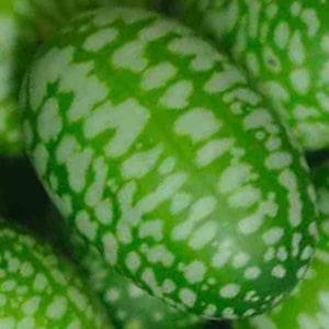 Mouse Melon, Cucamelon Seed, Tiny Melon Organic Non Gmo Mexican Sour Gherkin