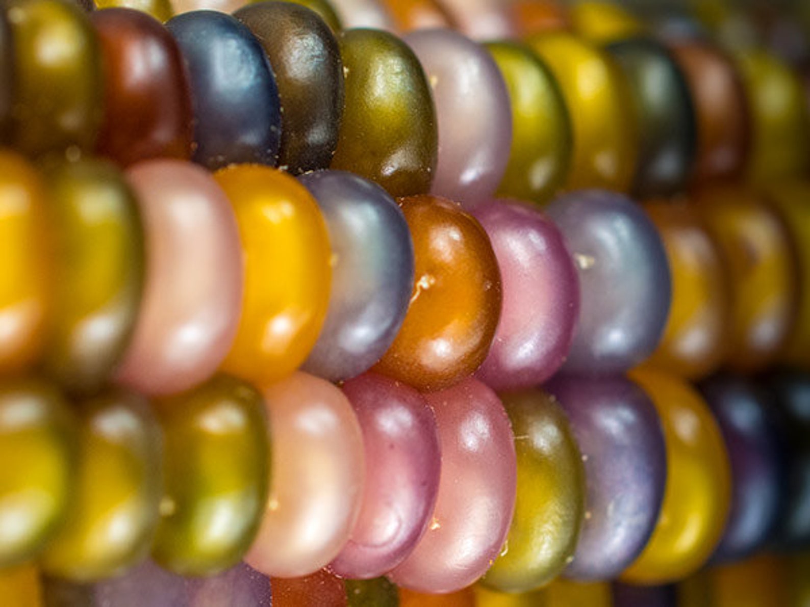 Glass Gem Corn Seeds Rare Indian Corn Heirloom NON GMO Etsy