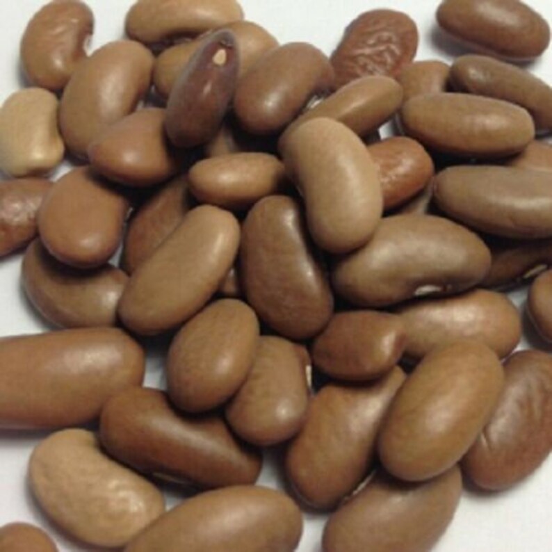 Kentucky Wonder Pole Bean Seeds Heirloom Non Gmo USA Easy Etsy