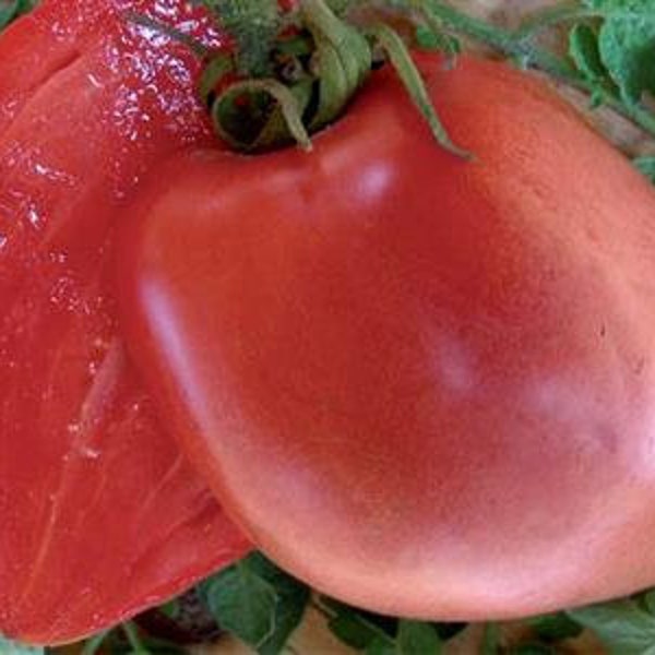 Heirloom Hungarian Heart Tomato Seeds, Interdeterminate, Non Gmo, Organic Seedstocherish,
