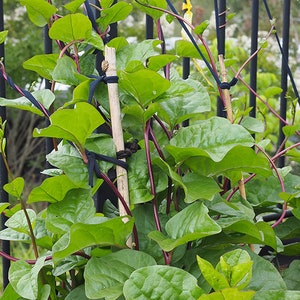 Malabar Spinach Seeds, Heirloom Non Gmo Organic, Vine Spinach, Ceylon, Basella Alba