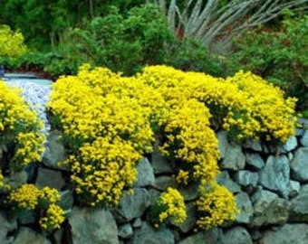 100 Basket of Gold Seeds, Yellow, Ground Cover, Flower Seeds, Perennial