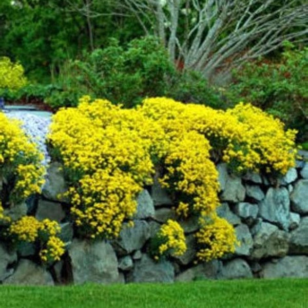 100 Basket of Gold Flower Seeds, Yellow, Ground Cover,  Perennial