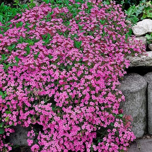 Pink Soapwart Flower Seeds Ground Cover Bordering Plants - Etsy