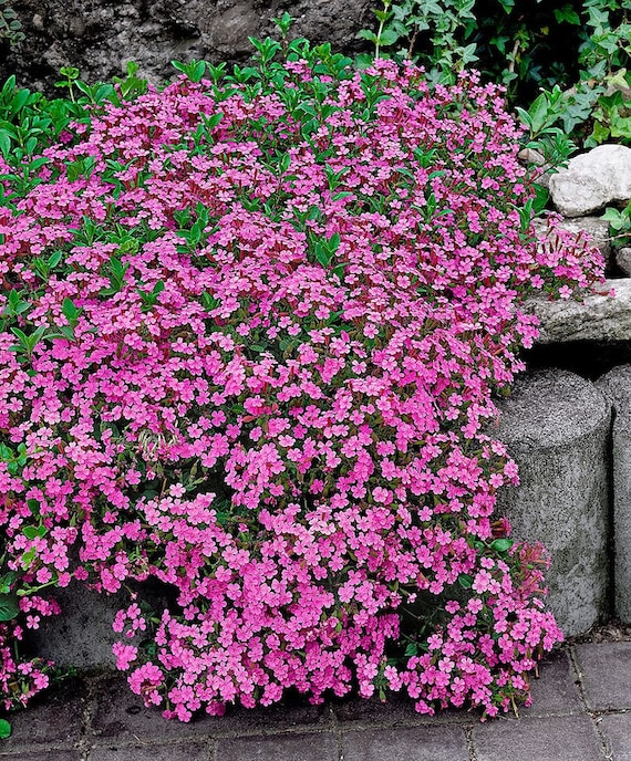 Pink Soapwart Flower Seeds, Ground Cover, Bordering Plants, Sweet