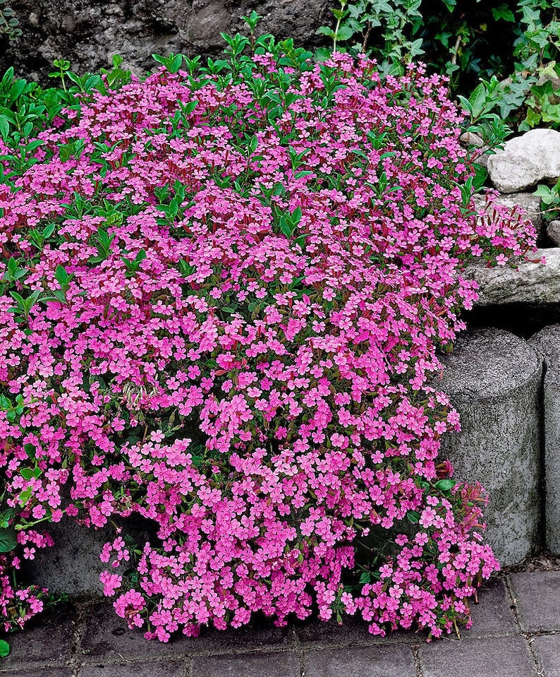 【初版】フラワータウンスケーピング = FLOWER TOWN SCAPING Pink Soapwart Flower Seeds, Ground Cover, Bordering Plants, Sweet