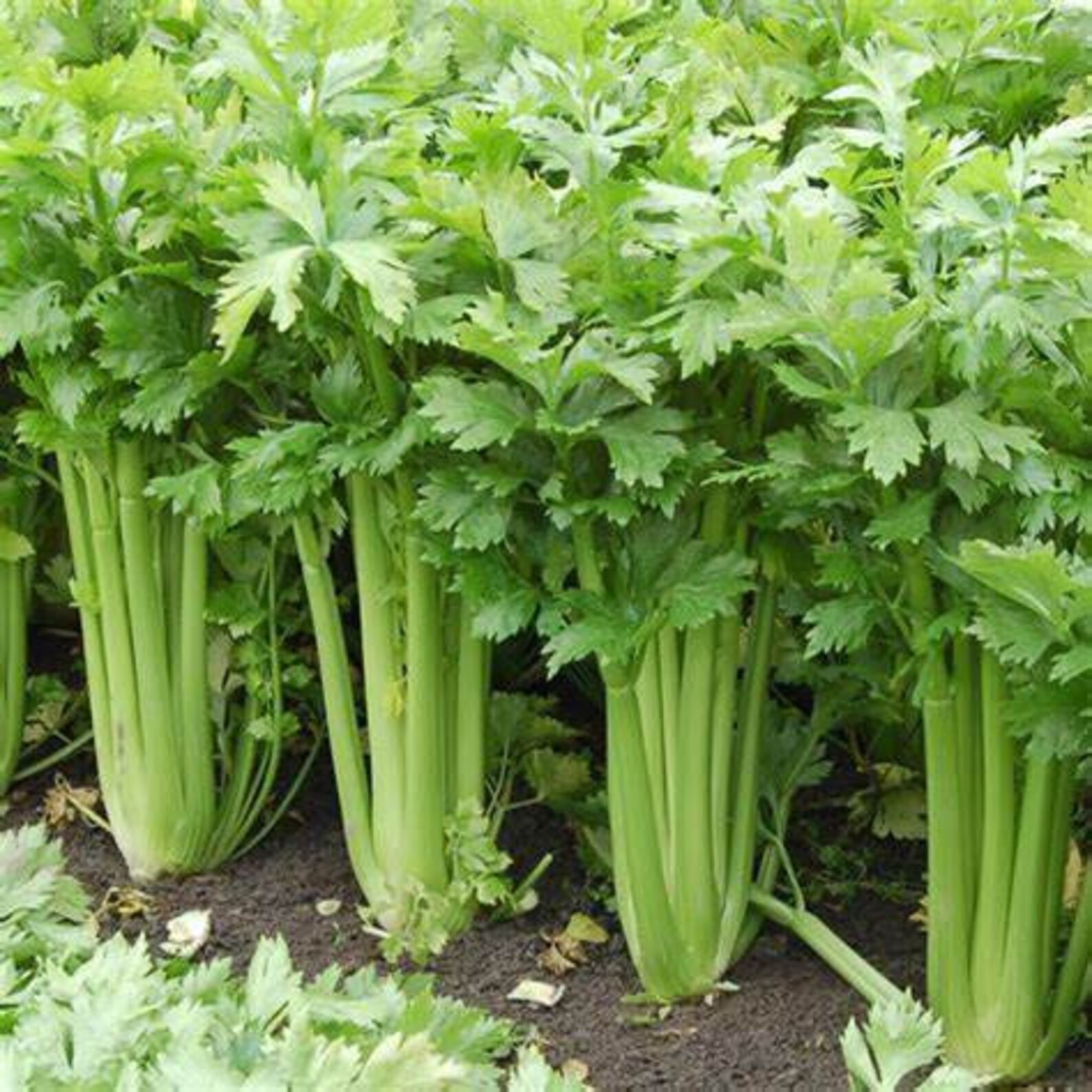 200 Organic Celery Seeds Heirloom Tall Utah Non Gmo Etsy.de
