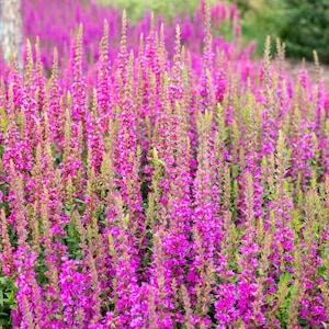 Clary Sage Seeds, Pink Sundee, Salvia