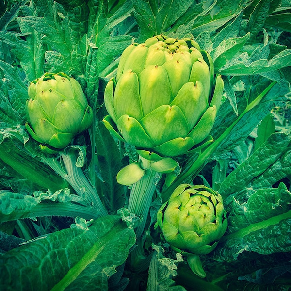 50 Green Globe Artichoke Seeds | Heirloom, Organic, Non Gmo | Perennial, Edible Flowers Seeds