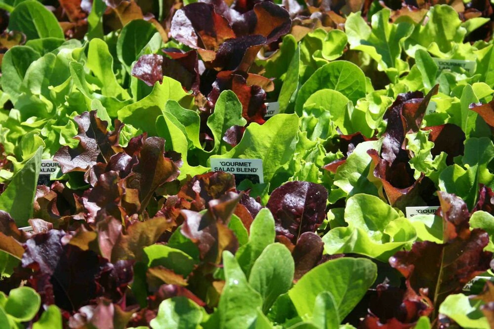 500 Lettuce Seed Mix 8 Varieties Heirloom Organic Non Gmo Etsy