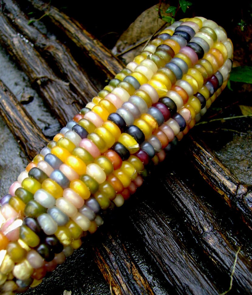 Glass Gem Corn Seeds Rare Indian Corn Heirloom NON GMO Etsy
