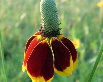 200 Mexican Red Hat Coneflower Flower Seeds Annual that reseeds Itself