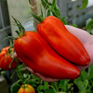 May include: Two large, bright red, elongated tomatoes with green stems. The tomatoes are held in a person's hand.