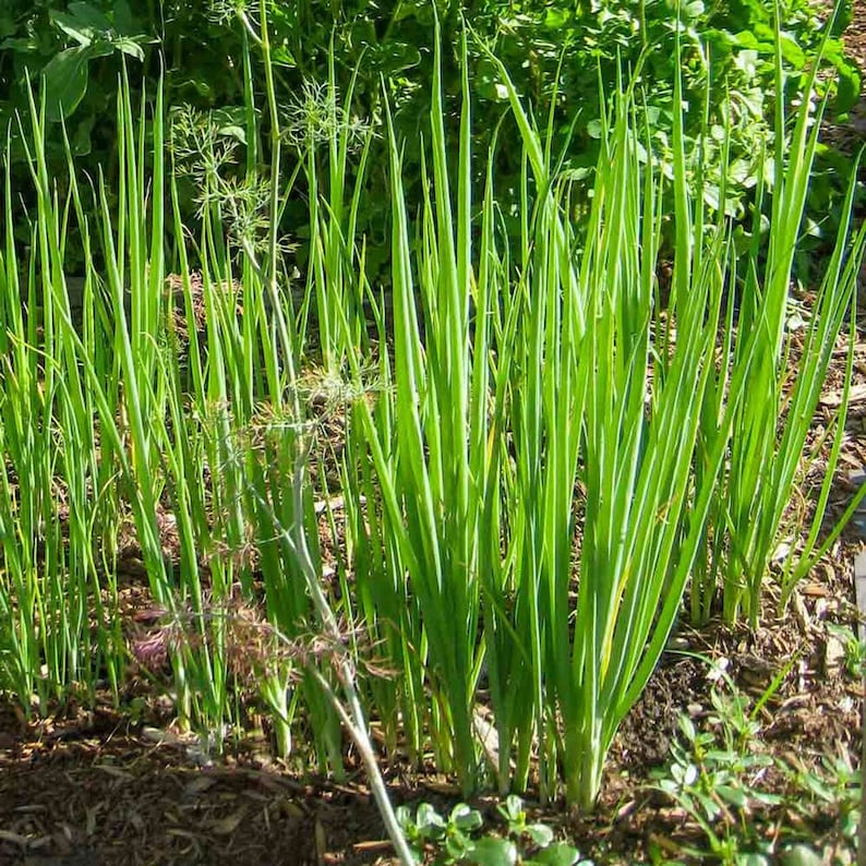 May include: A close-up of a patch of green scallions growing in a garden. The scallions are tall and slender, with long, thin leaves. The soil is brown and loose, and there are some small green plants growing around the scallions.
