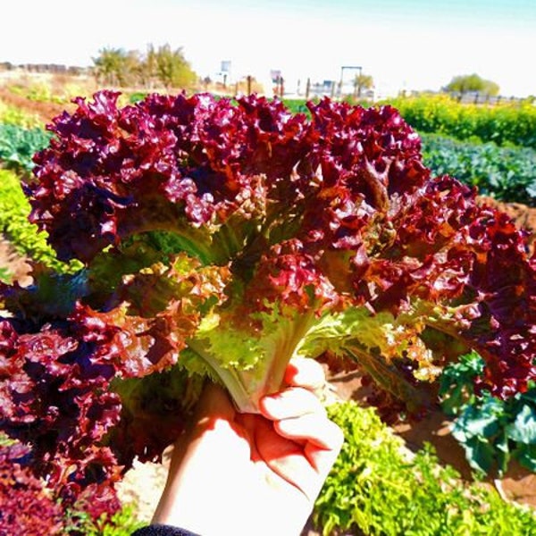 400 Organic Lettuce Seeds, Non Gmo | Selway - Lolla Rossa | Slow to Bolt | Good for warmer weather