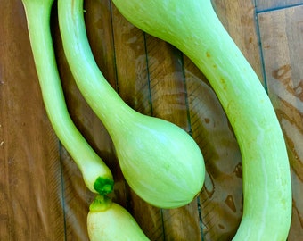Heirloom Zucchini, Vining Squash Seeds - Tromboncino, Rampicante,  Zucchetta, Organic, Non Gmo