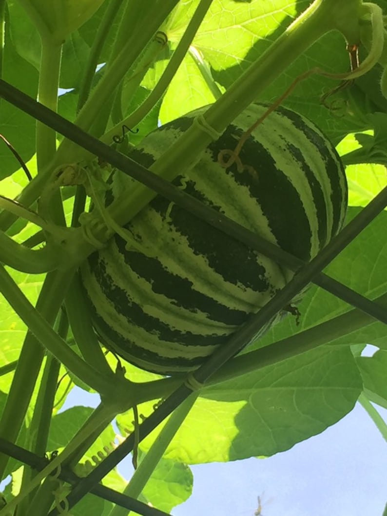 15 Kajari Melon Seeds Rare Heirloom Striped Melon Non Gmo Etsy