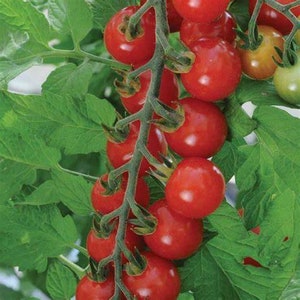 May include: A cluster of red cherry tomatoes growing on a vine. The tomatoes are ripe and ready to be picked.