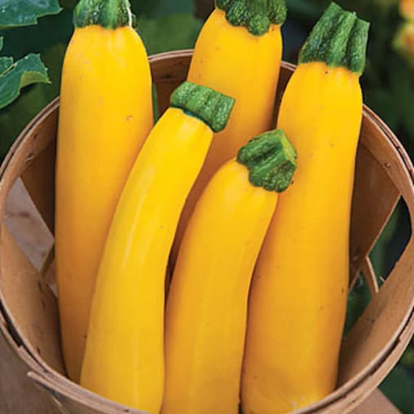 30 Heirloom Golden Zucchini Seeds, Squash Seeds, Organic, Non Gmo, Bright Yellow, High Yielding