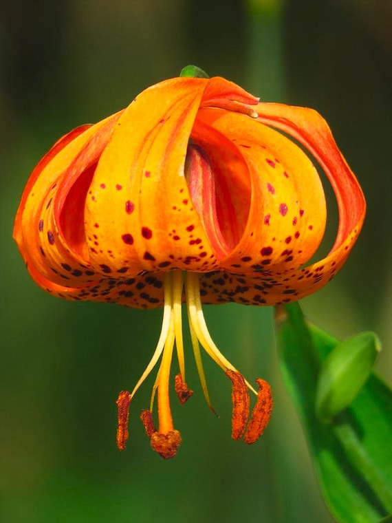 Turks Cap Tiger Lily Seeds Lilium Superbum Perennial Etsy