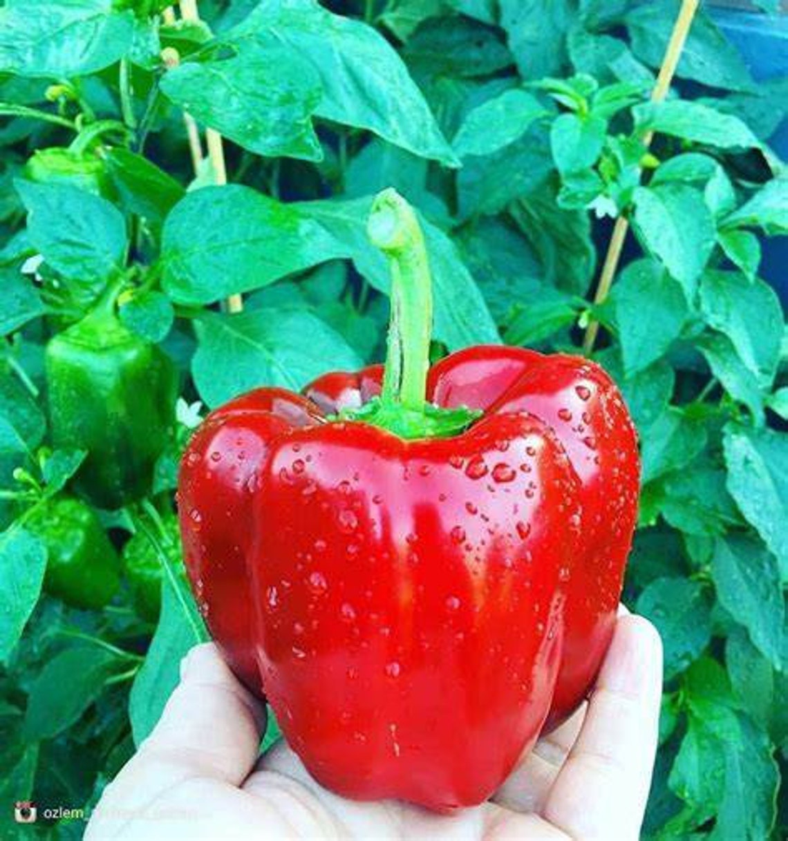 100 Heirloom Sweet Red Bell Pepper Seeds Organic Non Gmo by Etsy