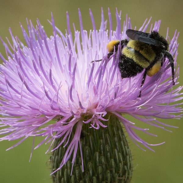 50 AMERICAN Star Flower Seeds - Centaurea Aloha - American Rose, American Basket Flower America Starthistle