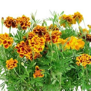 May include: A bouquet of orange and yellow marigold flowers with green leaves against a white background.