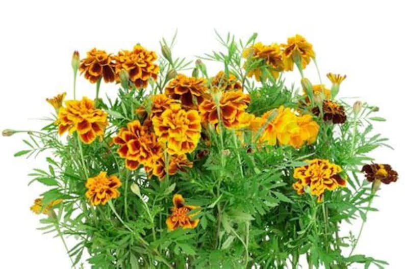 May include: A bouquet of orange and yellow marigold flowers with green leaves against a white background.