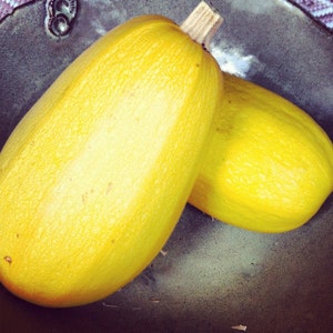 Heirloom Spaghetti Squash Seeds- Organic - Non Gmo  - Seedstocherish