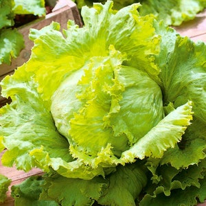 200 Lettuce Seeds, Ice Queen, Head Lettuce , Heirloom, Organic, Non Gmo, Iceburg Lettuce