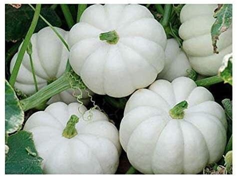 Baby Boo Pumpkin Seeds, Heirloom NOn Gmo Organic, Mini  Pumpkin White