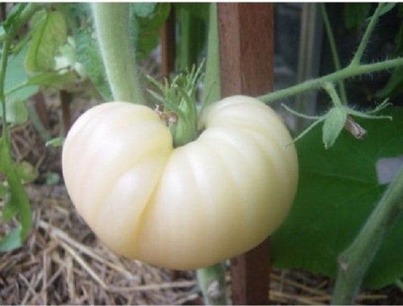 Great White Tomato Seeds RARE HEIRLOOM 