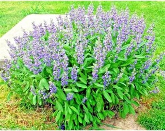 100 Broadleaf Sage Seeds Heirloom Organic