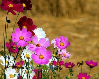 150 Cosmos Radiance Cosmos Bipinnatus Flower Seeds