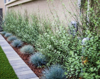 50 Blue Fescue Grass Seeds, Drought Tolerant, Festuca Glauca