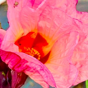 Heirloom Roselle Hibiscus Tea Seeds Cranberry Acetosella,  Herb Organic Non Gmo